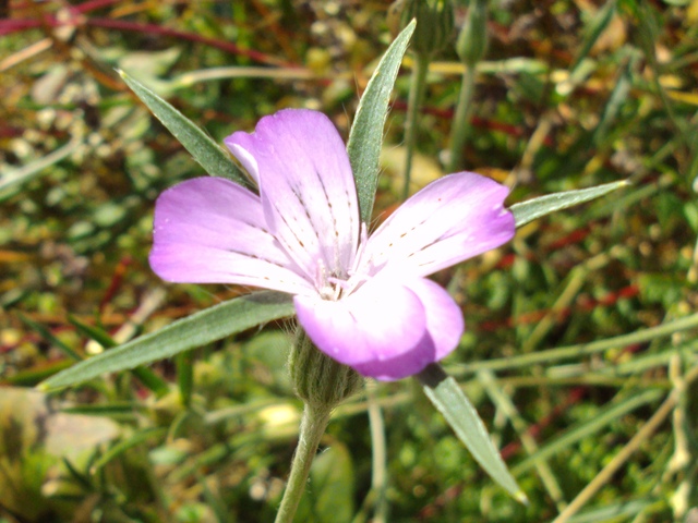 2011-08-30_porrentruy_agrostemma_githago_413_1.jpg