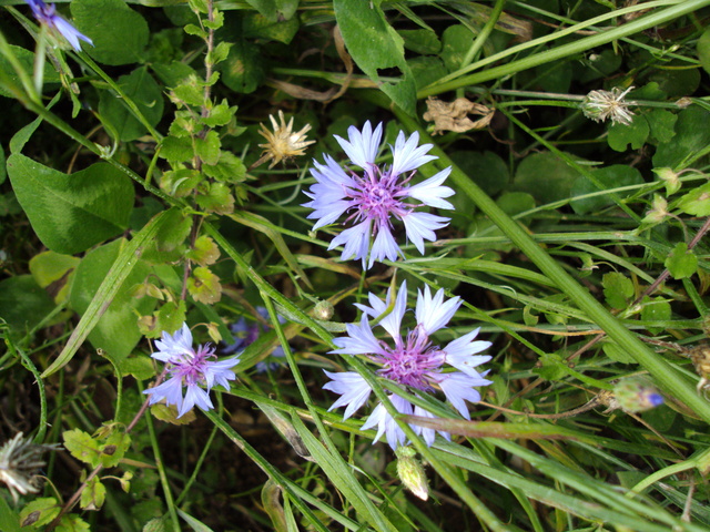 2011-08-30_porrentruy_centaurea_cyanus_2241.jpg