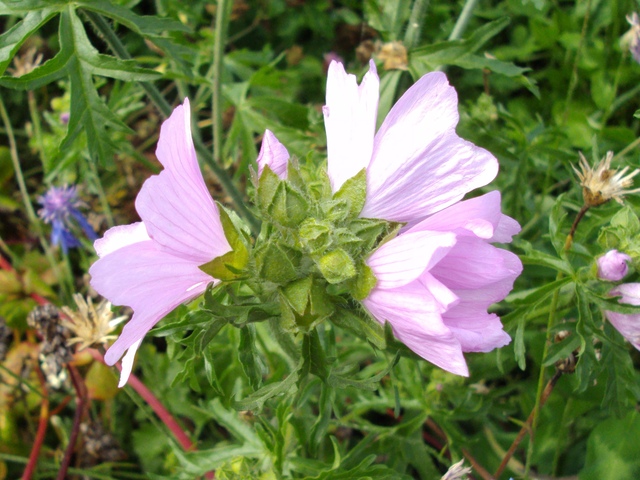 2011-08-30_porrentruy_malva_alcea_511_.jpg