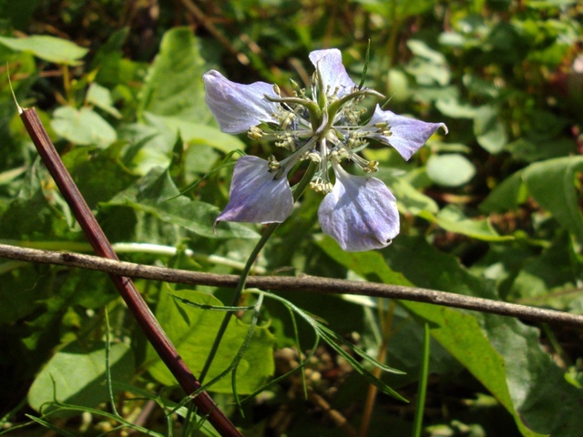 2011-08-30_porrentruy_nigella_arvensis.jpg