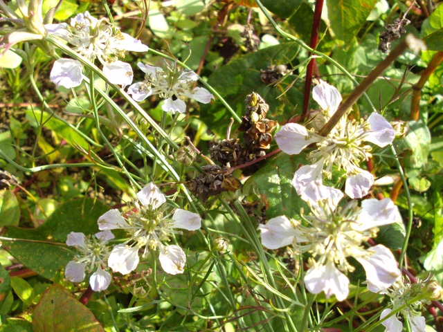 2011-08-30_porrentruy_nigella_arvensis_124_.jpg