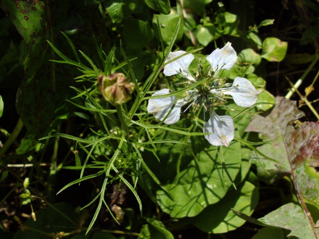 2011-08-30_porrentruy_nigella_arvensis_124_1.jpg