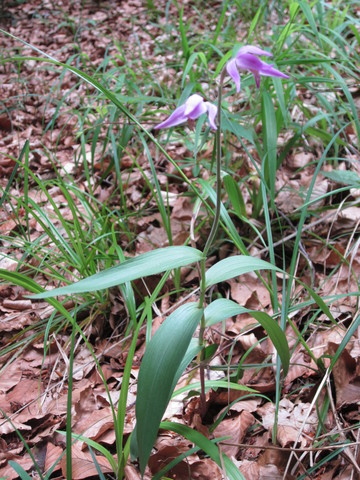 20110622_delemont_590200-247450_cephalanthera_rubra_1.jpg