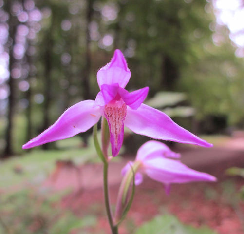 20110622_delemont_590200-247450_cephalanthera_rubra_2.jpg