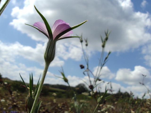 2011-08-30_porrentruy_agrostemma_githago_413_2.jpg