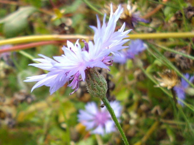 2011-08-30_porrentruy_centaurea_cyanus_2241_.jpg