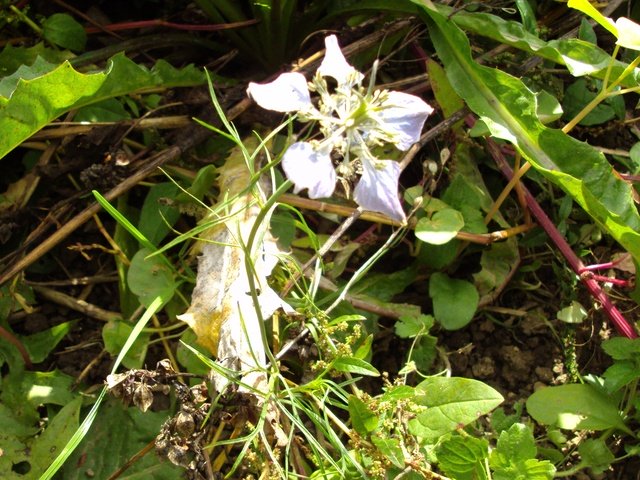 2011-08-30_porrentruy_nigella_arvensis_124.jpg