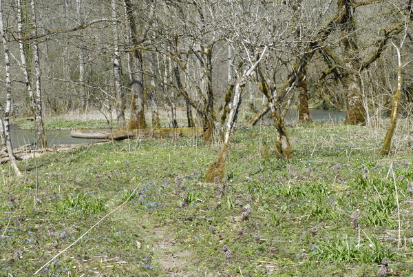 20090410_141511_les_bois.jpg