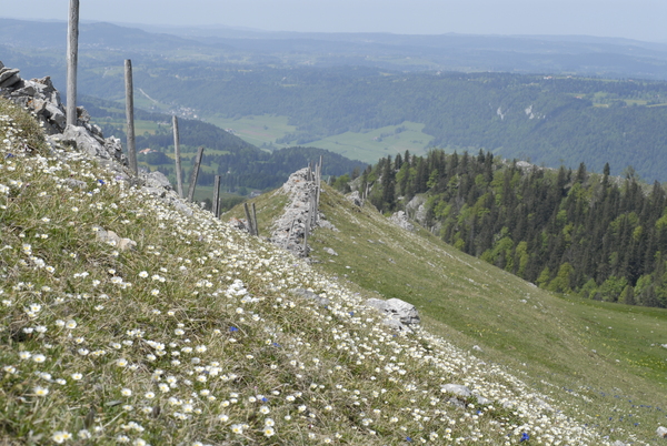 20090521_121530_cormoret.jpg