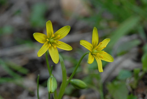 20080405_143101_les_bois.jpg