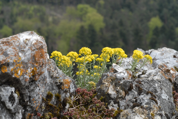 20090426_140827_kleinlutzel.jpg