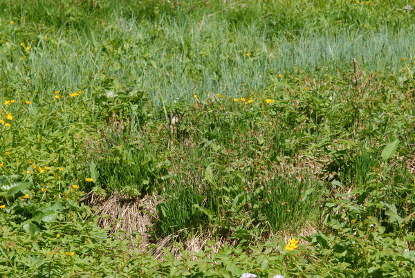 20090524_101434_st-croix_lj.jpg