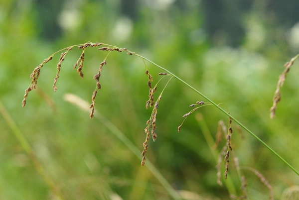 20100724_140309_montfaucon_lj_02.jpg